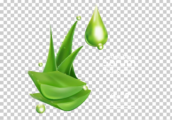 Aloe Vera Information PNG, Clipart, Aloe, Aloe Vector, Art, Beautifully Vector, Christmas Decoration Free PNG Download