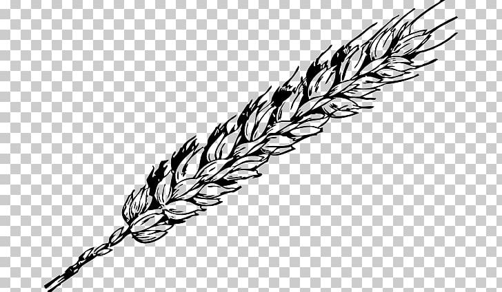 Wheat Grain Free Content PNG, Clipart, Barley, Black And White, Cereal, Clip Art, Commodity Free PNG Download