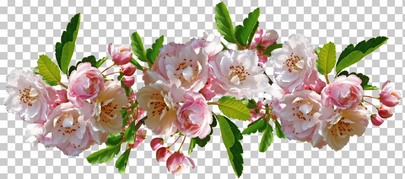 Cherry Blossom PNG, Clipart, Blossom, Cherry Blossom, Cut Flowers, Floral Design, Floristry Free PNG Download