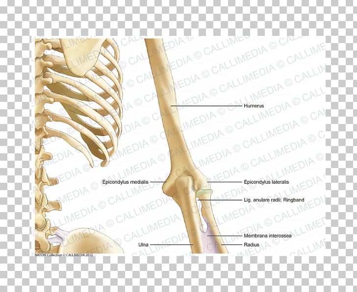 Bone Human Anatomy Arm Coronal Plane PNG, Clipart, Anatomy, Angle, Arm, Bone, Coronal Plane Free PNG Download