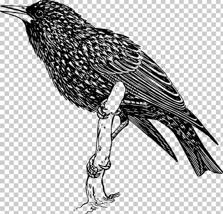 Common Starling Bird PNG, Clipart, Animals, Beak, Bird Of Prey, Birds, Black And White Free PNG Download