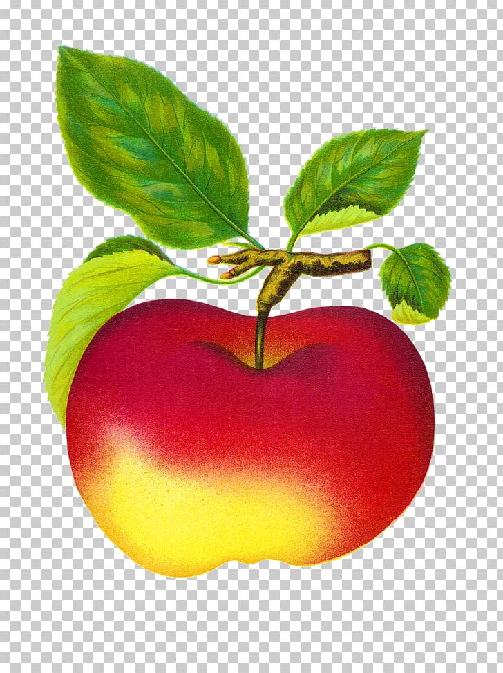 Fruit Apple PNG, Clipart, Apple, Apple Fruit, Art, Computer Icons, Diet Food Free PNG Download