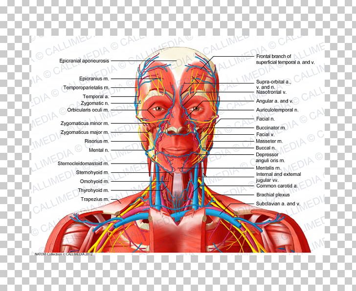 Anterior Triangle Of The Neck Head And Neck Anatomy Blood Vessel Human Body PNG, Clipart, Anterior Triangle Of The Neck, Graphic Design, Head, Head And Neck Anatomy, Heart Free PNG Download