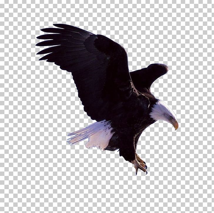 Bald Eagle Bird PNG, Clipart, Animal, Animals, Bald Eagle, Beak, Bird Free PNG Download