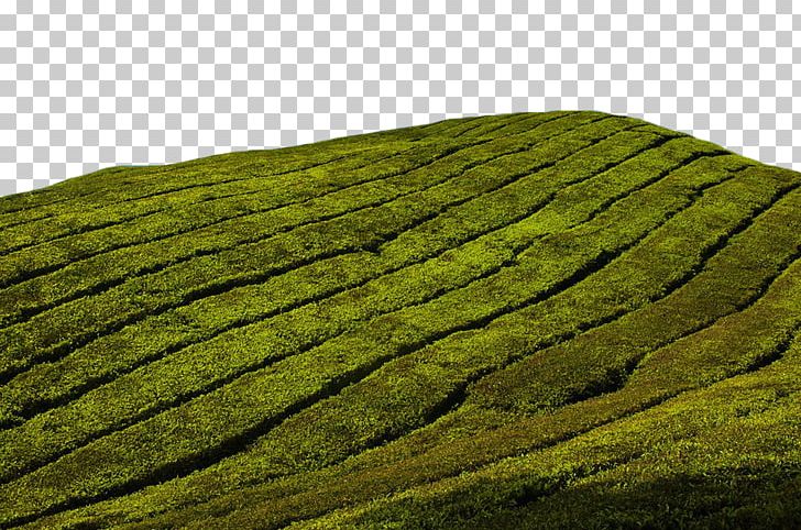Charleston Tea Plantation Green Tea Tea Garden Stock Photography PNG, Clipart, Advertising, Agriculture, Alamy, Background Green, Camellia Sinensis Free PNG Download