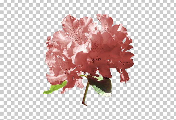Azalea Carnation Peony Cut Flowers PNG, Clipart, Azalea, Blossom, Carnation, Cut Flowers, Flower Free PNG Download