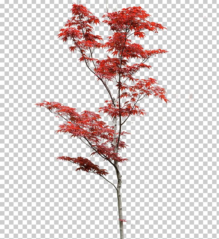 Tree Érable Japonais Maple PNG, Clipart, Branch, Clip Art, Erable, Flowering Plant, Landscape Free PNG Download