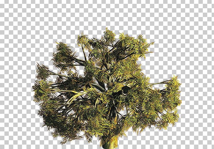 A Valley Without Wind Tree Arcen Games Conifers PNG, Clipart, Actionadventure Game, Arcen Games, Conifer, Conifers, Cupressus Free PNG Download