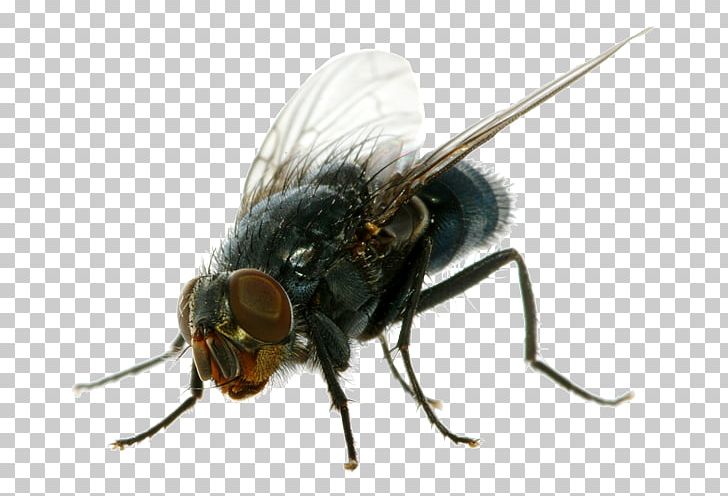 Insecticide Housefly Cockroach PNG, Clipart, American Cockroach, Animals, Arthropod, Bed Bug, Bee Free PNG Download
