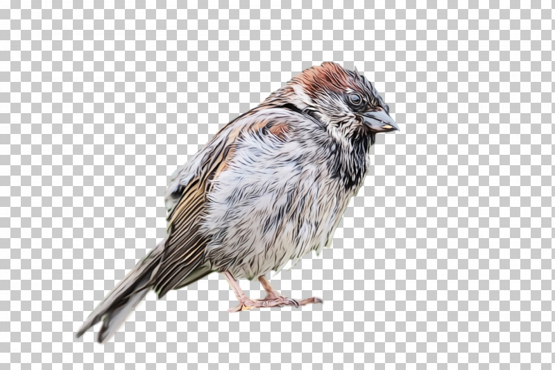 Bird House Sparrow Sparrow Beak Perching Bird PNG, Clipart, Beak, Bird, Finch, House Sparrow, Paint Free PNG Download