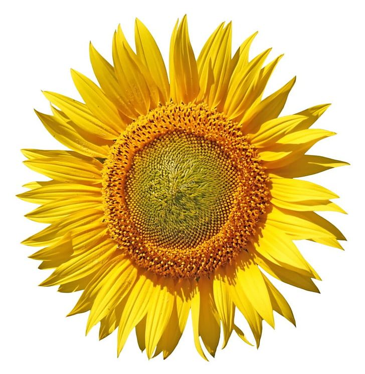 Common Sunflower Sunflower Seed PNG, Clipart, Annual Plant, Byte, Common Sunflower, Daisy Family, Flower Free PNG Download
