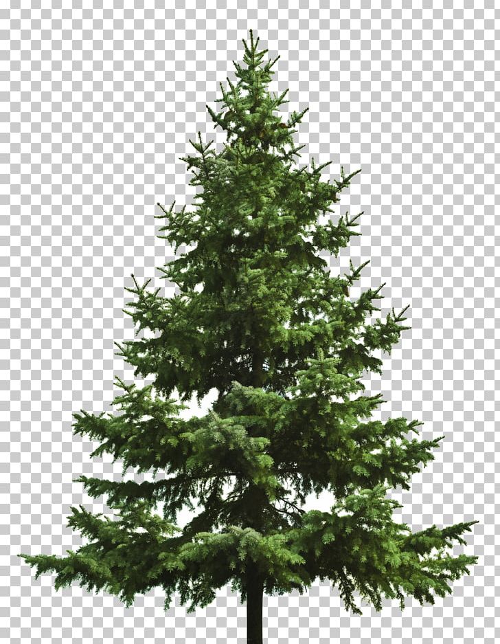 Christmas Tree Fir PNG, Clipart, Artificial Christmas Tree, Biome, Branch, Christmas, Christmas Decoration Free PNG Download