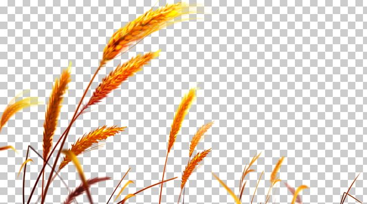 Wheat PNG, Clipart, Wheat Free PNG Download