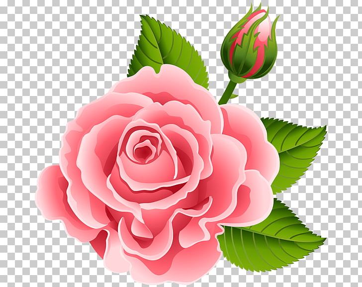Garden Roses Pink Cabbage Rose Flower Floral Design PNG, Clipart, Art, Bud, China Rose, Clip, Color Free PNG Download