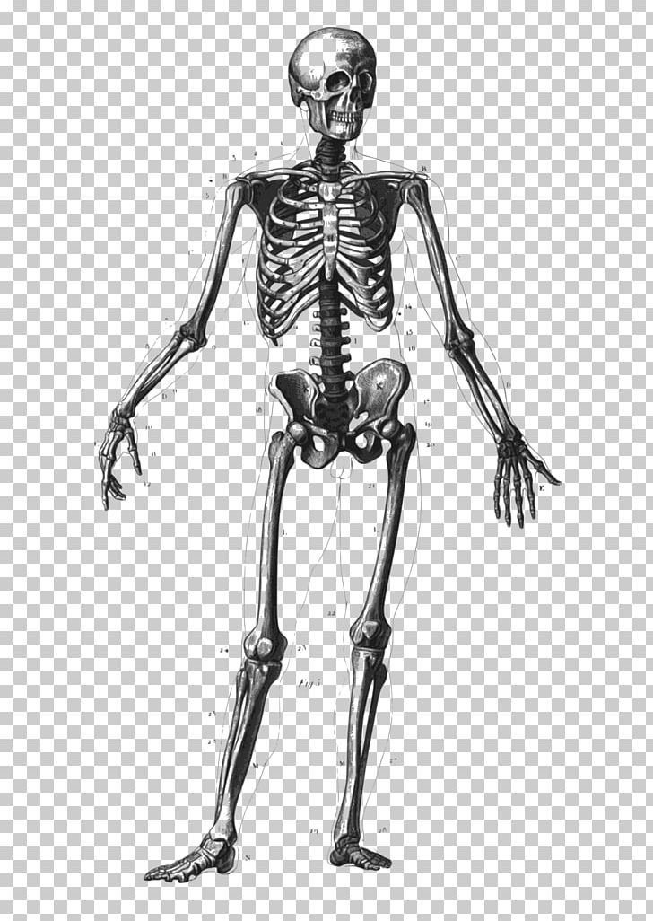 Human Skeleton Bone Human Body Anatomy Diagram PNG, Clipart, Anatomy, Appendicular Skeleton, Arm, Biology, Costume Design Free PNG Download