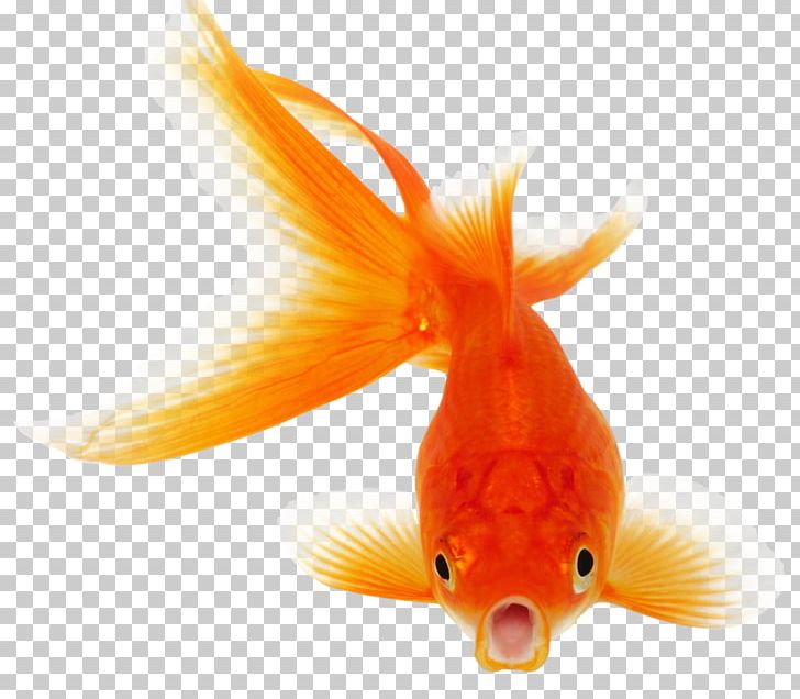 Koi Goldfish Portable Network Graphics PNG, Clipart, Animals, Bony Fish, Bony Fishes, Carp, Common Carp Free PNG Download
