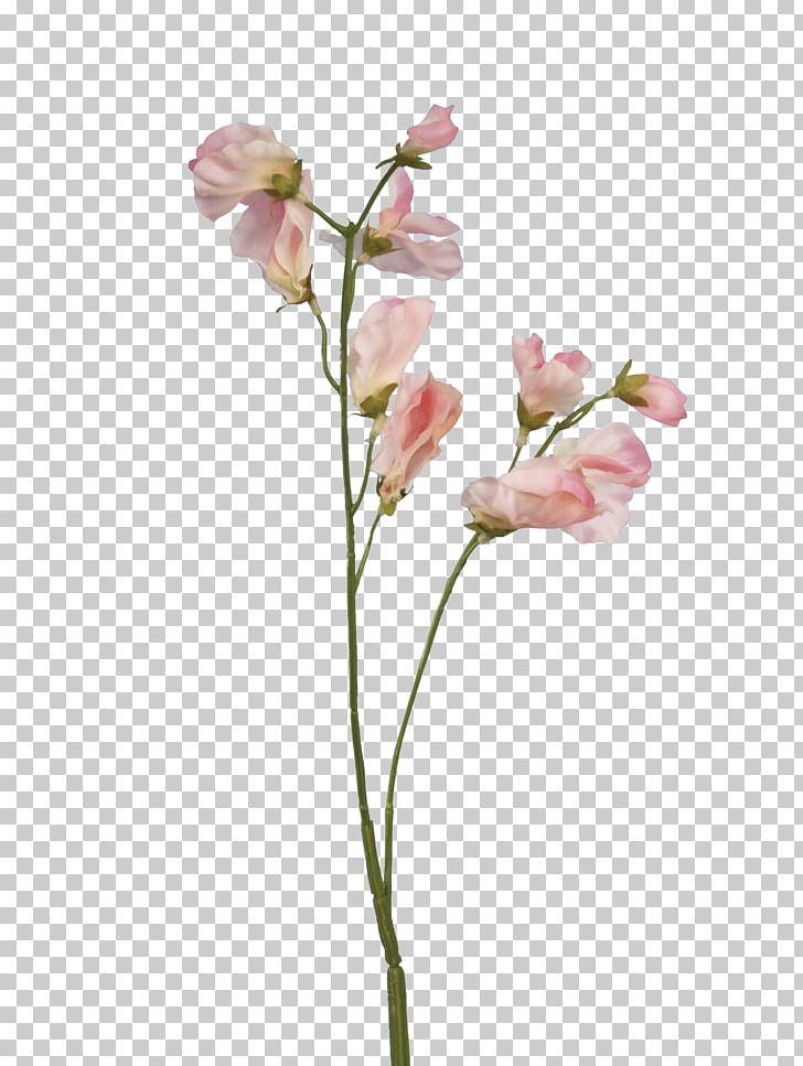 Sweet Pea Flower Plant Stem Rose PNG, Clipart, Artificial Flower, Blossom, Branch, Bud, Color Free PNG Download