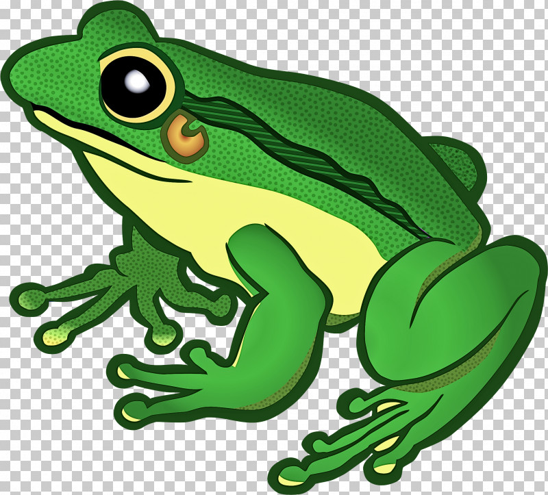 Frog True Frog Hyla Tree Frog Tree Frog PNG, Clipart, Frog, Green, Hyla, Shrub Frog, Toad Free PNG Download