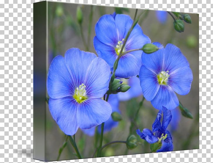 Larkspur Petal Wildflower Flax PNG, Clipart, Bellflower Family, Blue, Delphinium, Flax, Flora Free PNG Download