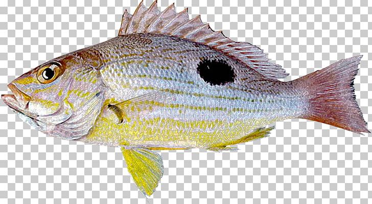 Northern Red Snapper Tilapia Lutjanus Guttatus Fish Lutjanus Erythropterus PNG, Clipart, Bass, Bony Fish, Cod, Common Rudd, Fauna Free PNG Download