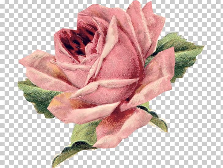 Vintage Roses: Beautiful Varieties For Home And Garden Vintage Clothing Pillow Flower PNG, Clipart, Art, Beautiful, Color, Cut Flowers, Floribunda Free PNG Download