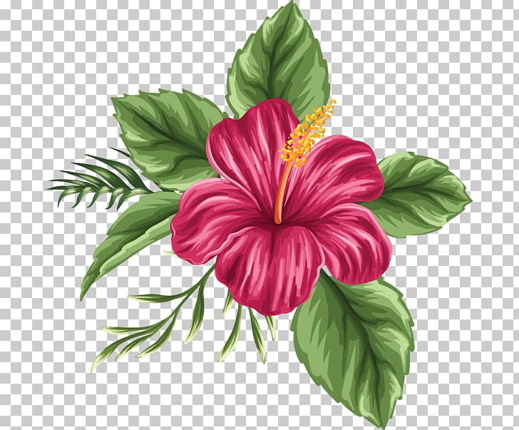 Hawaii Shoeblackplant Drawing Flower Bouquet PNG, Clipart, Annual Plant, Art, Cartoon, China Rose, Floris Free PNG Download