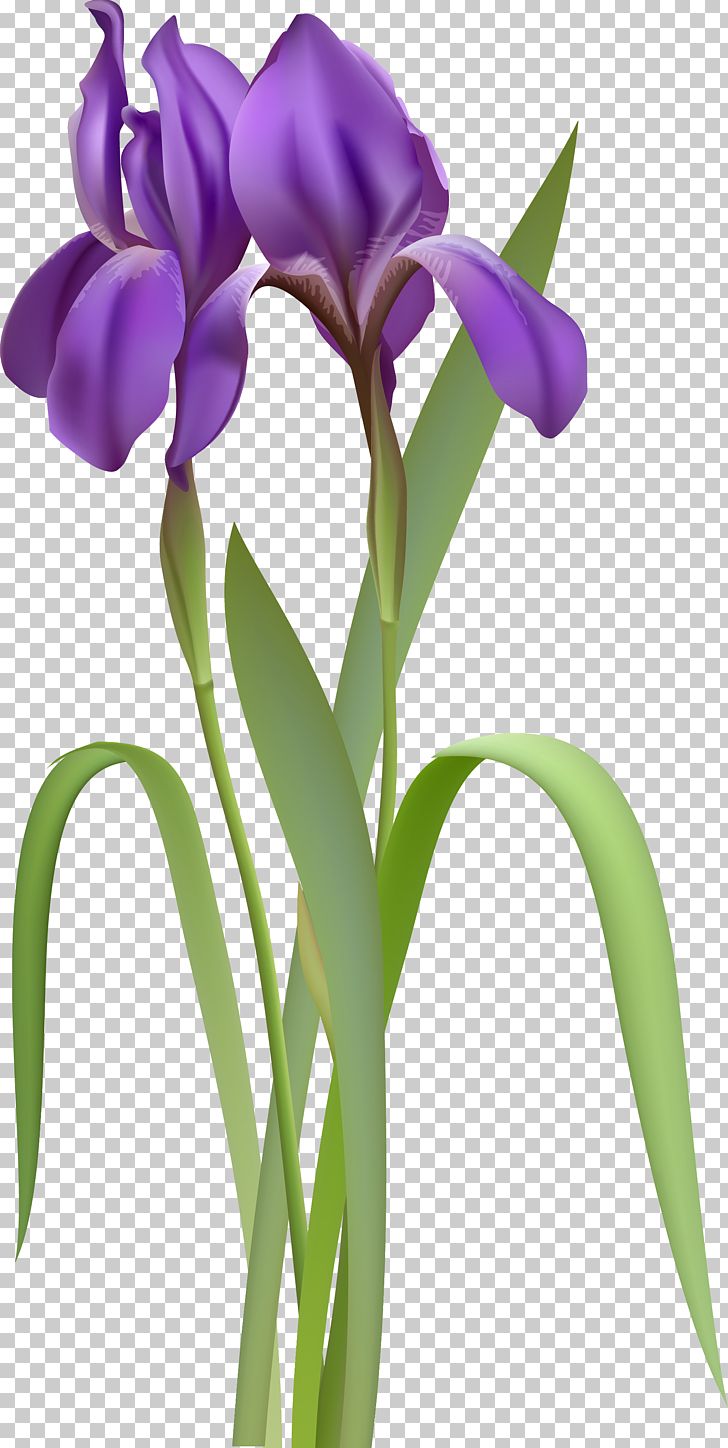Iris Versicolor PNG, Clipart, Clipart, Clip Art, Cut Flowers, Drawing, Floral Design Free PNG Download