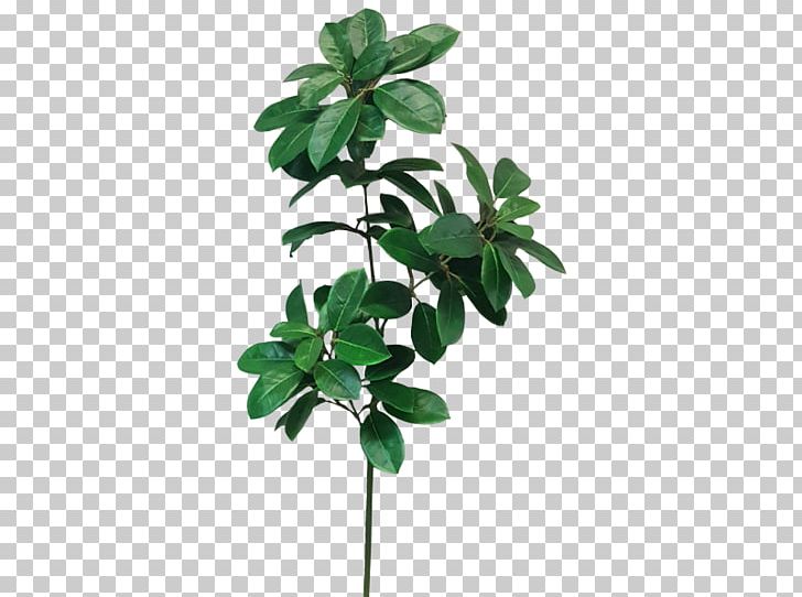 Leaf Shrub Plant Stem Cordyline Camellia PNG, Clipart, Branch, Camellia, Cordyline, Dumb Canes, Flower Bouquet Free PNG Download
