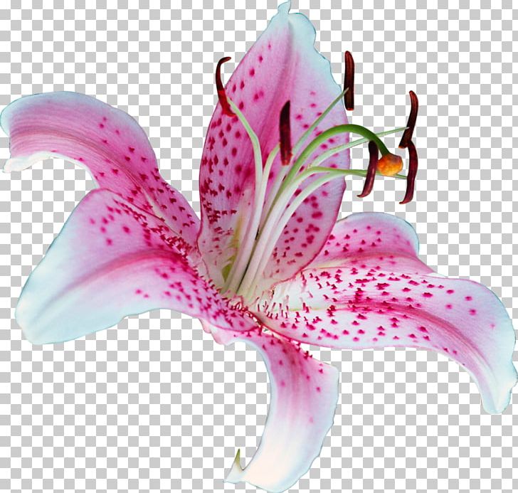 Lilium Stargazer Tiger Lily PNG, Clipart, Clip Art, Download, Favicon, Floral Design, Floristry Free PNG Download