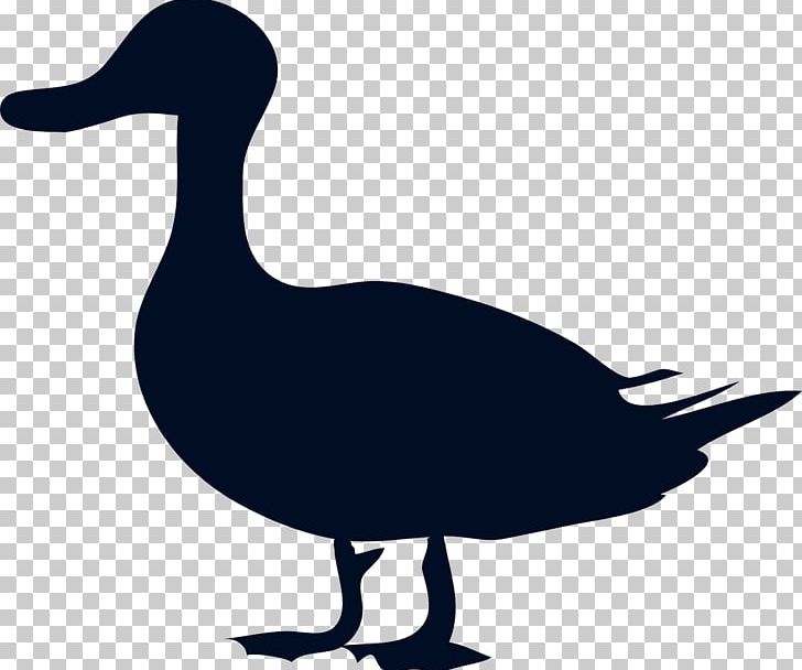 Mallard American Black Duck PNG, Clipart, American Black Duck, Anas, Animals, Artwork, Beak Free PNG Download