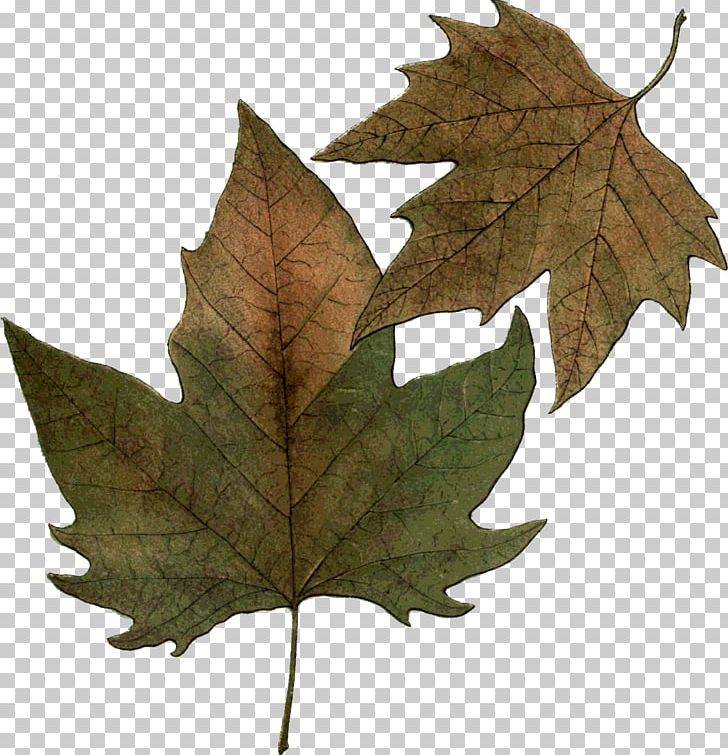 Maple Leaf Leaf Carving Art PNG, Clipart, Art, Artist, Autumn, Botany, Leaf Free PNG Download