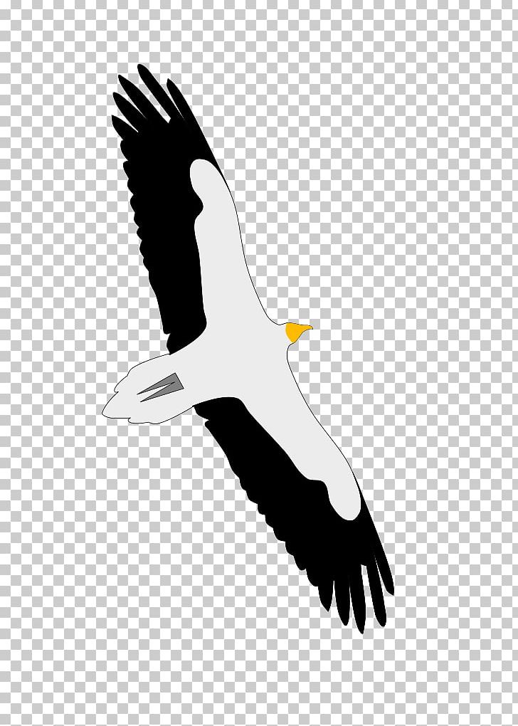 Bald Eagle Condor Beak Seabird PNG, Clipart, Accipitriformes, Animals, Bald Eagle, Beak, Bird Free PNG Download