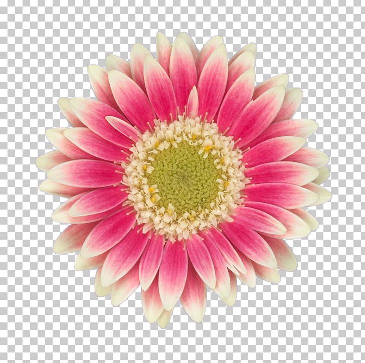 Common Daisy Transvaal Daisy Mariano's Cut Flowers Chrysanthemum PNG, Clipart, Annual Plant, Arumlily, Aster, Chrysanthemum, Chrysanths Free PNG Download