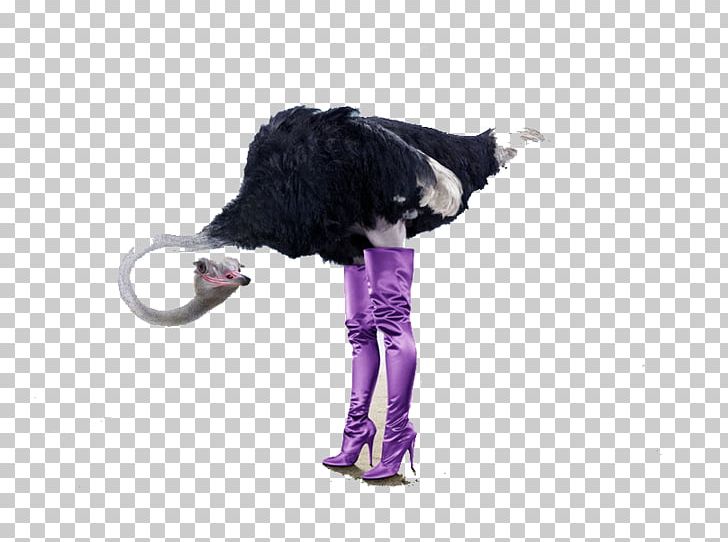 Common Ostrich Bird High-definition Video PNG, Clipart, 4k Resolution, 1080p, Animals, Baby Shoes, Boots Free PNG Download