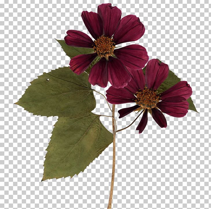 Flower PNG, Clipart, Cicek Resimleri, Cosmos, Cut Flowers, Dahlia, Daisy Family Free PNG Download
