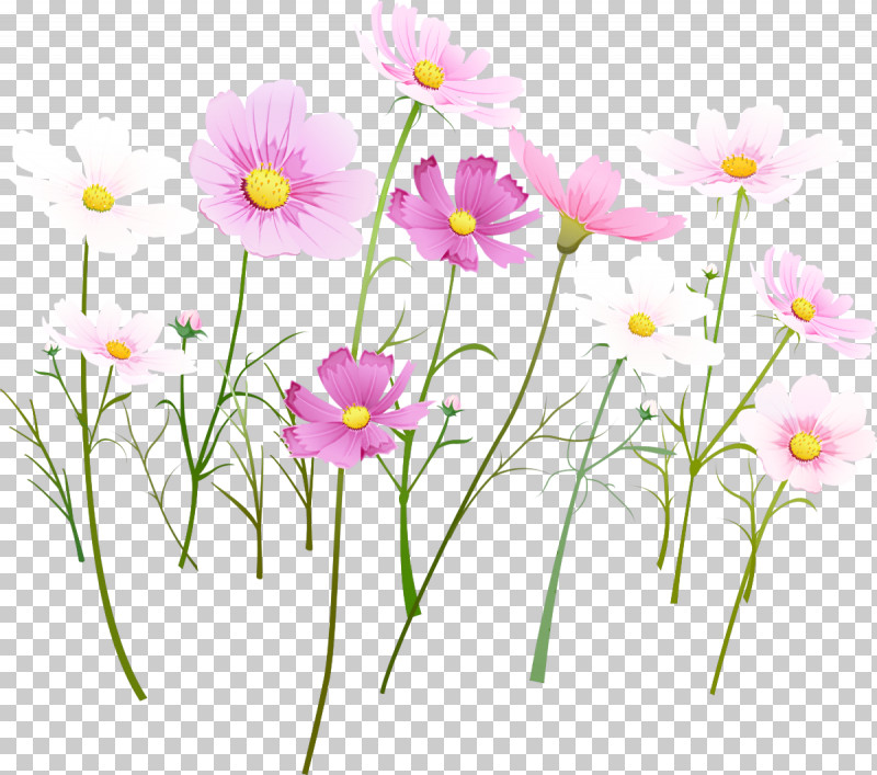 Flower Plant Petal Wildflower Plant Stem PNG, Clipart, Cosmos, Daisy Family, Flower, Garden Cosmos, Pedicel Free PNG Download