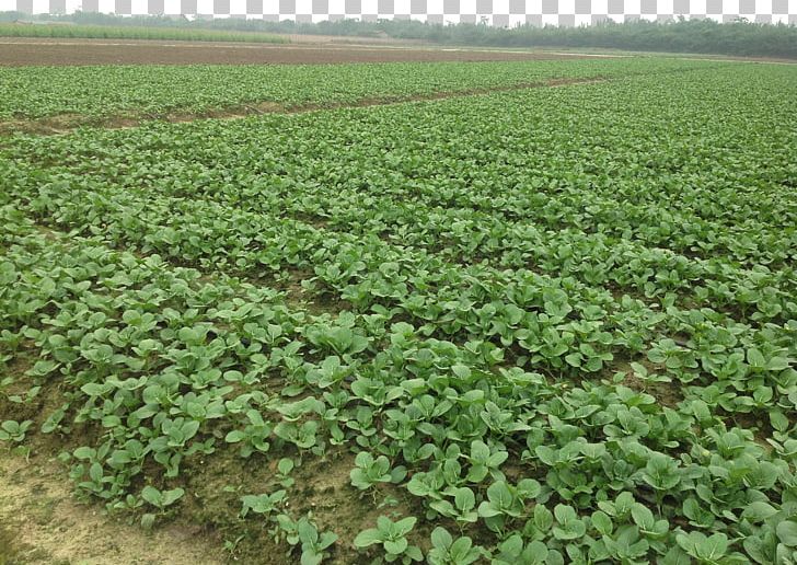 Cabbage Brassica Rapa Rutabaga Plantation Vegetable PNG, Clipart, Agriculture, Base, Bitter Melon, Brassica, Brassica Oleracea Free PNG Download