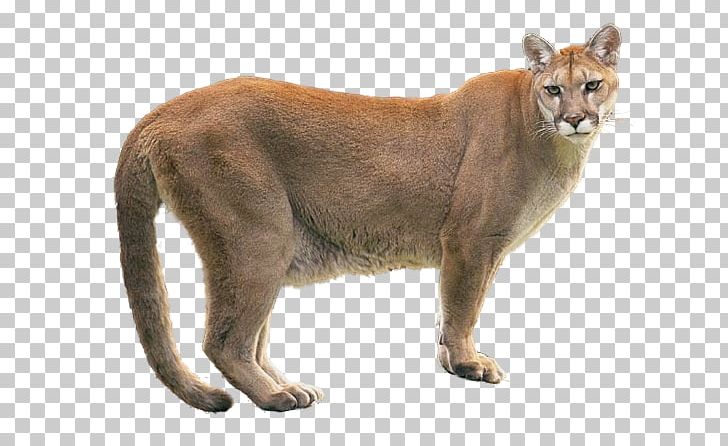 Cougar Lion Dog PNG, Clipart, Animal, Big Cats, Carnivoran, Cat Like Mammal, Cougar Free PNG Download