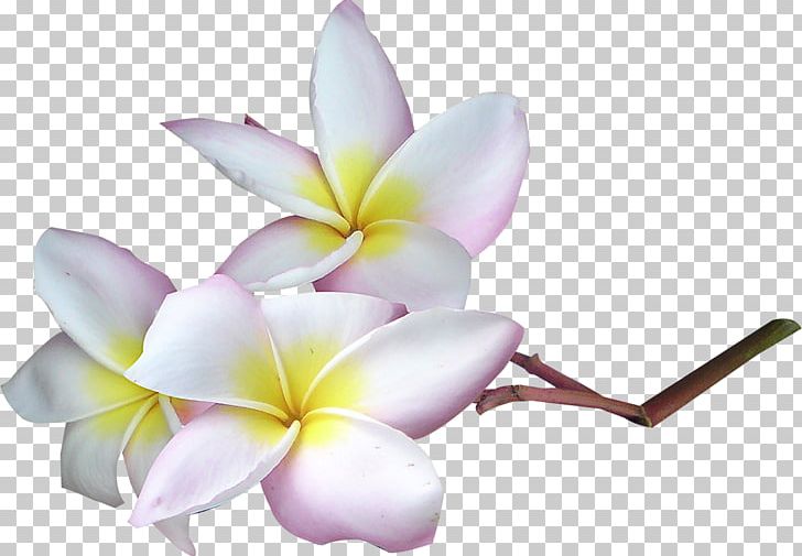 Cut Flowers Petal PNG, Clipart, Cut Flowers, Dress, Exotic, Exotic Flowers, Floristry Free PNG Download