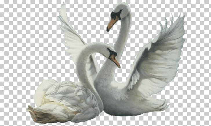 Cygnini Bird PNG, Clipart, Animals, Beak, Bird, Cygnini, Ducks Geese And Swans Free PNG Download