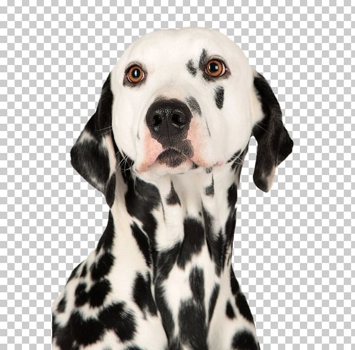Dalmatian Dog Puppy Boxer Dachshund Chihuahua PNG, Clipart, Animal, Animals, Black And White, Boxer, Breed Free PNG Download
