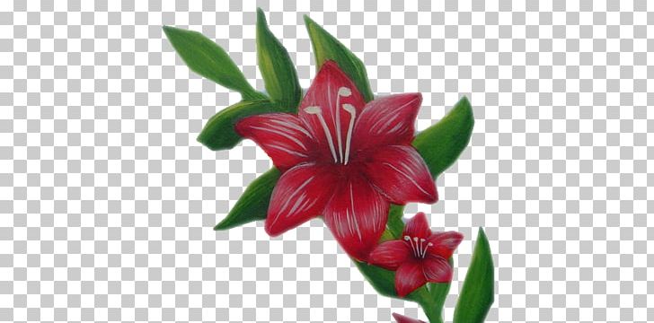 Hippeastrum Cut Flowers Amaryllis Belladonna Plant PNG, Clipart, Amaryllis, Amaryllis Belladonna, Amaryllis Family, Cut Flowers, Family Free PNG Download