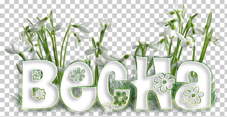Mărțișor March 1 Snowdrop Sibiu Spring PNG, Clipart, 8 March, 2018, Commodity, Flower, Flowerpot Free PNG Download
