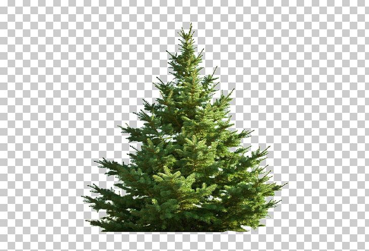 Nordmann Fir Christmas Tree Pine PNG, Clipart, Biome, Chamaecyparis Lawsoniana, Christmas, Christmas Decoration, Christmas Lights Free PNG Download