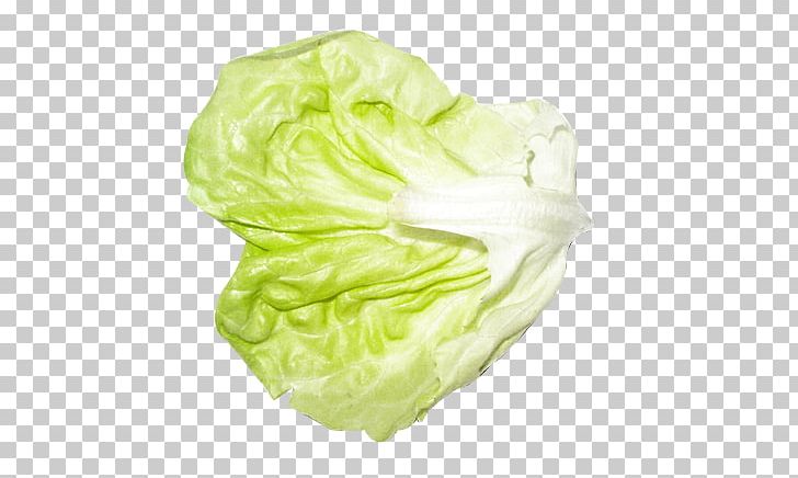 Red Cabbage Cabbage Roll Jiaozi Napa Cabbage PNG, Clipart, Brassica Oleracea, Cabbage, Cabbage Leaves, Cabbage Roll, Cartoon Cabbage Free PNG Download