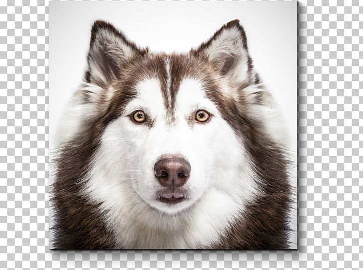 Siberian Husky Puppy Shiba Inu Akita PNG, Clipart, Akita, Alaskan Husky, Alaskan Klee Kai, Animal, Animals Free PNG Download