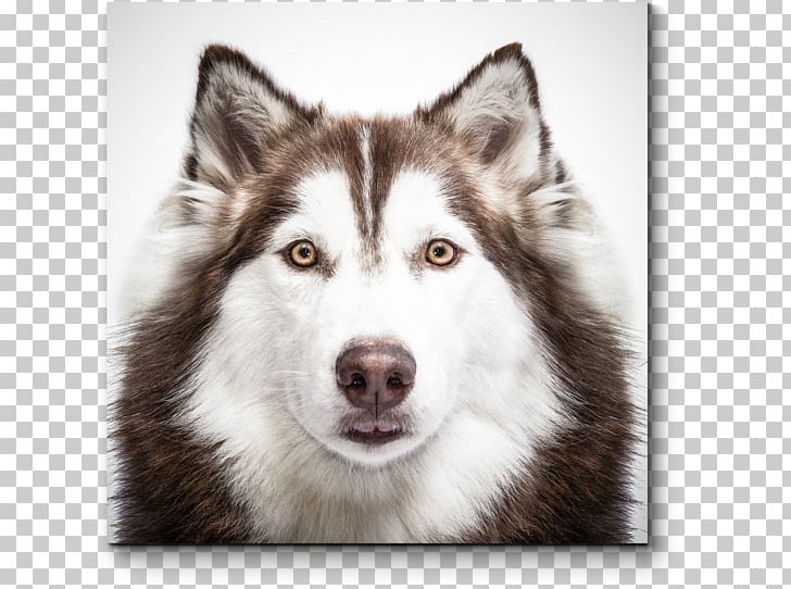 45++ Foto anjing husky information