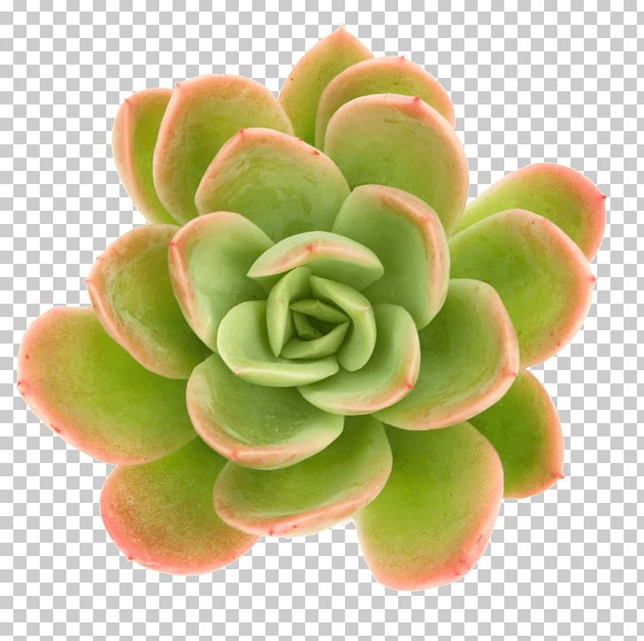 Succulent Plant Echeveria Cactaceae Stonecrop PNG, Clipart, Cactaceae, Echeveria, Echeveria Gibbiflora, Flower, Food Drinks Free PNG Download