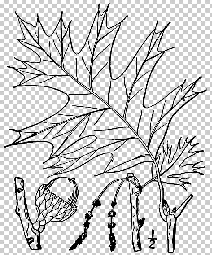 Twig Plant Stem Leaf Tree Root PNG, Clipart, Artwork, Black And White, Black Oak, Botany, Boxelder Maple Free PNG Download