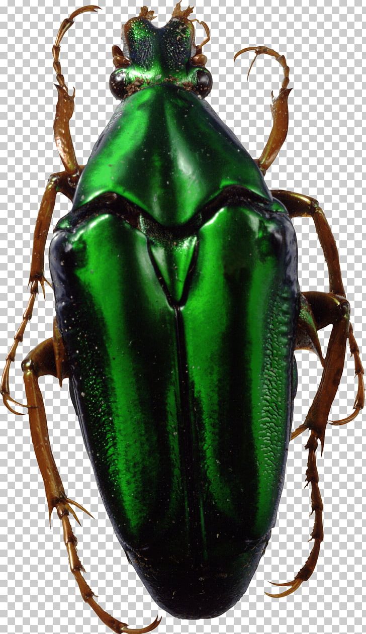 Beetle PNG, Clipart, Animals, Arthropod, Beetle, Bug, Download Free PNG Download